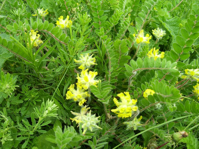Изображение особи Astragalus dasyanthus.