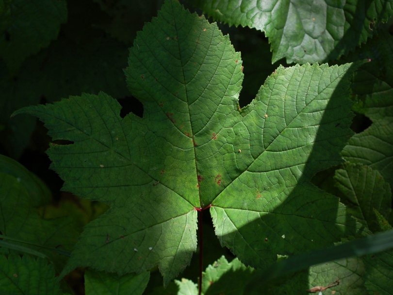 Image of Filipendula glaberrima specimen.