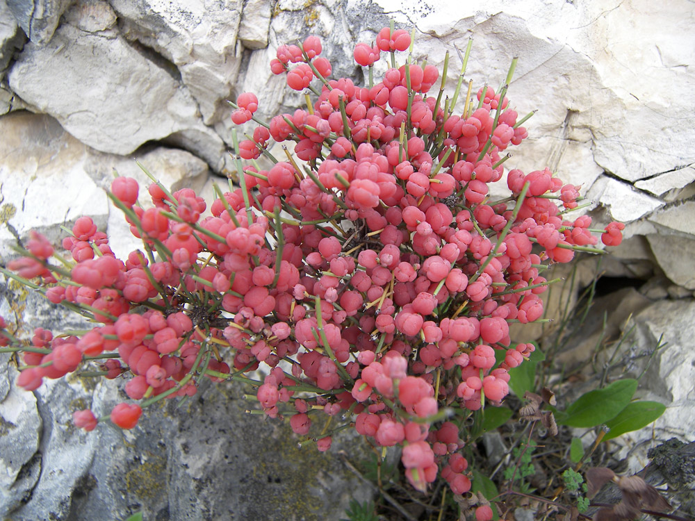 Image of Ephedra procera specimen.