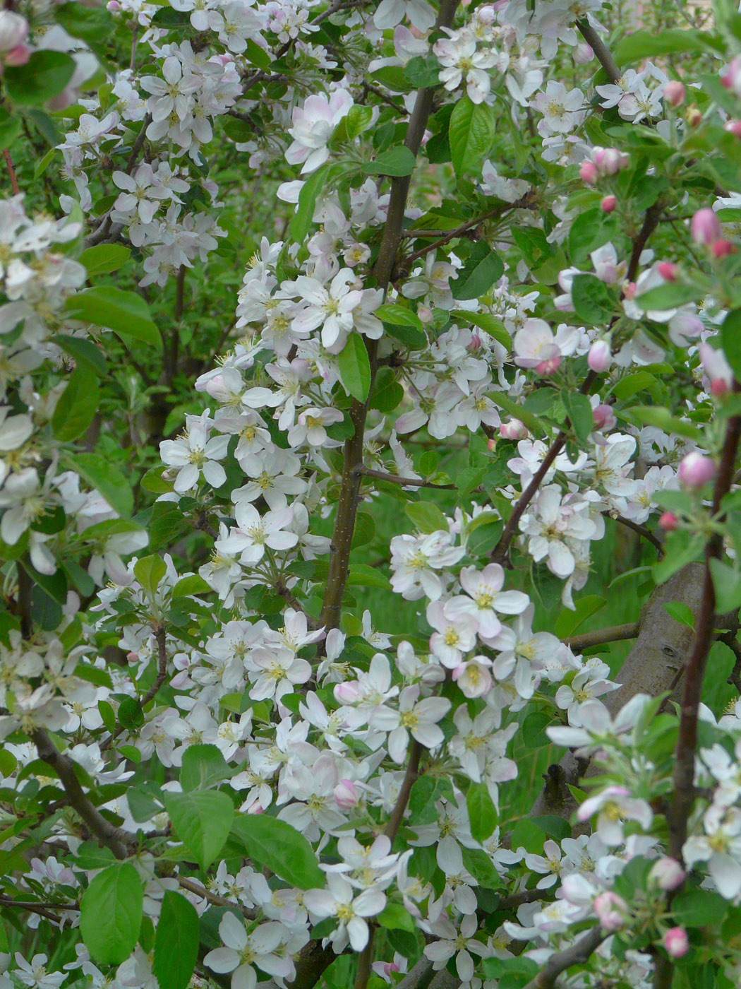 Изображение особи Malus domestica.