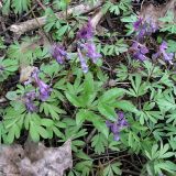 Corydalis solida. Цветущие растения. Санкт-Петербург, Дудергофские высоты. Май.