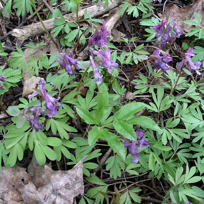 Image of Corydalis solida specimen.