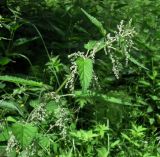 Urtica dioica