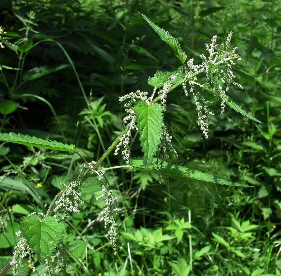 Image of Urtica dioica specimen.