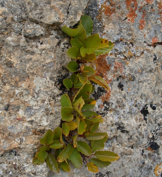 Image of Rhamnus microcarpa specimen.