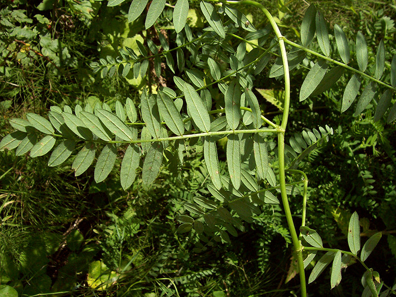 Image of Astragalus cicer specimen.