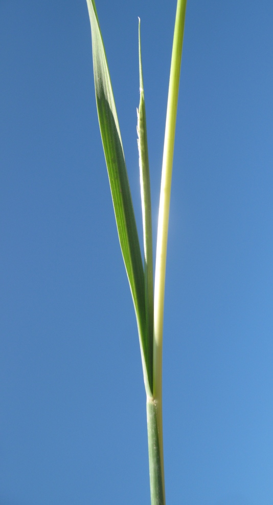 Image of Sporobolus fertilis specimen.