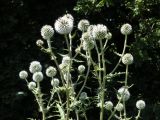 Echinops sphaerocephalus. Цветущие растения. Украина, Днепропетровская обл., балка в верховьях р. Самоткань. 20.07.2008.