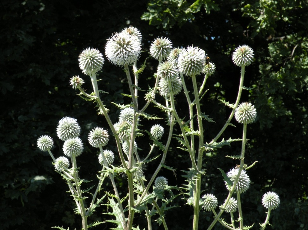 Изображение особи Echinops sphaerocephalus.