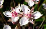 Butomus umbellatus