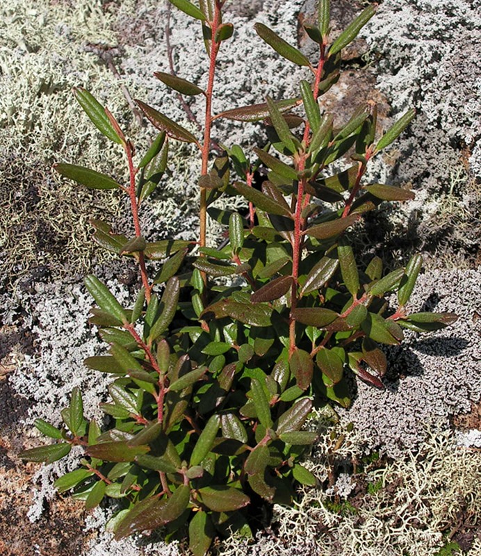 Image of Rhododendron dauricum specimen.