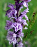 Dactylorhiza fuchsii. Часть соцветия. Украина, Ивано-Франковская обл., Надворнянский р-н, природный заповедник \"Горганы\", луг на территории усадьбы Горганского лесничества. 18 июня 2011 г.