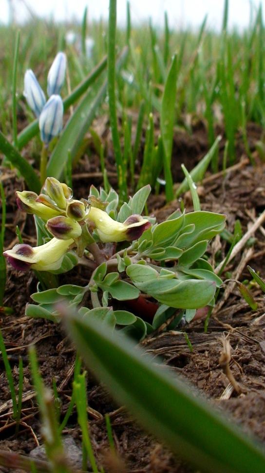 Изображение особи Corydalis erdelii.