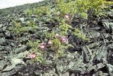 Rosa acicularis. Цветущее растение на осыпи. Якутия, сопки на водоразделе р. Ольчан и р. Дюгандя. 27.06.1984.