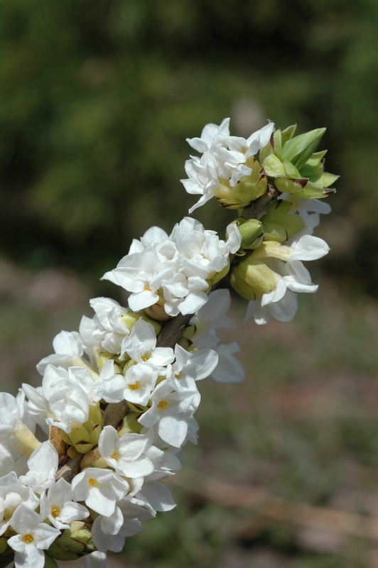 Image of Daphne mezereum specimen.