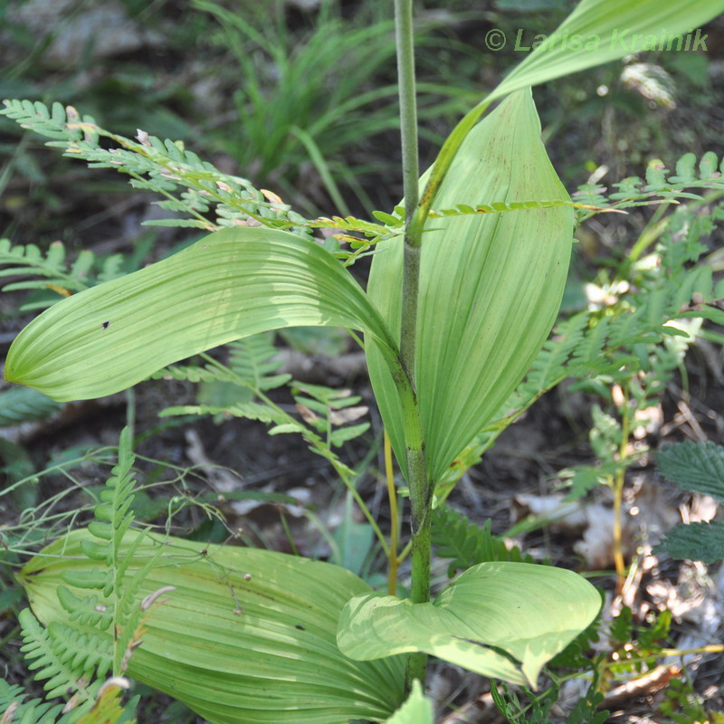 Изображение особи Veratrum ussuriense.