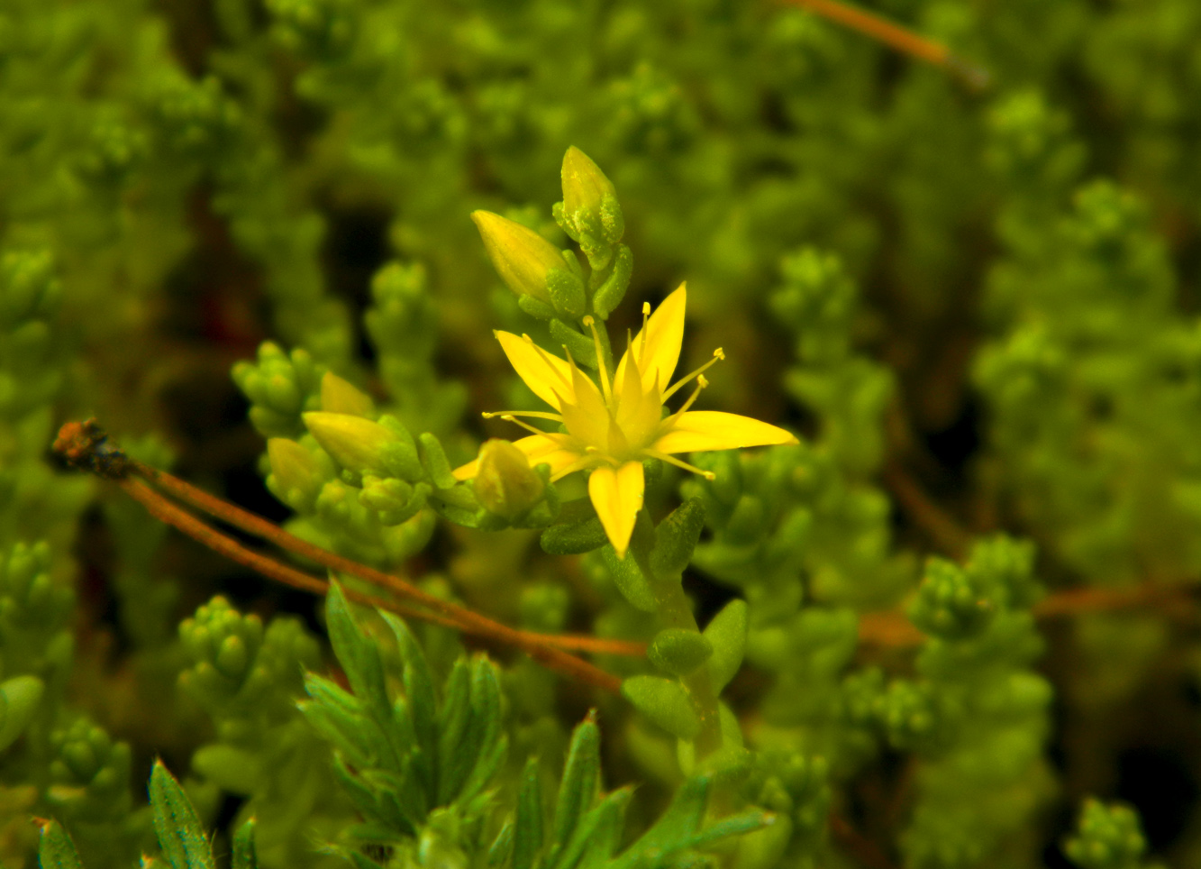 Image of Sedum acre specimen.