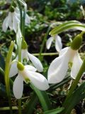 Galanthus rizehensis