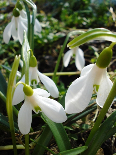 Изображение особи Galanthus rizehensis.