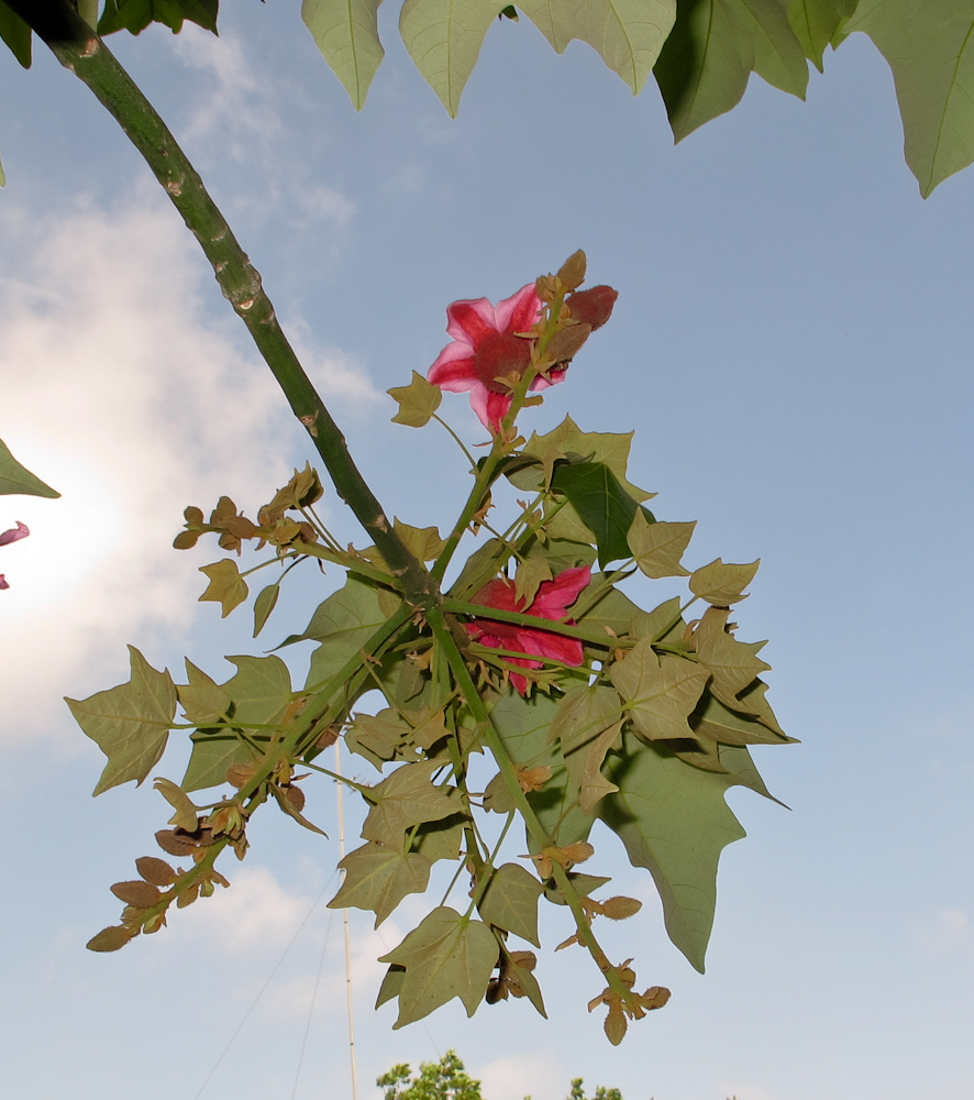 Изображение особи Brachychiton discolor.