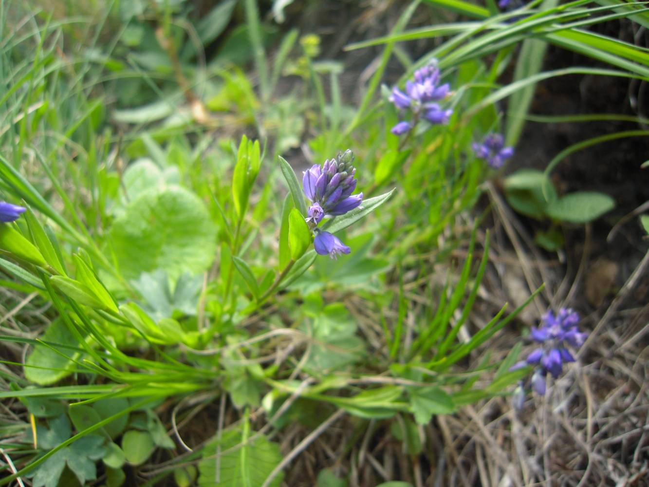 Изображение особи Polygala alpicola.