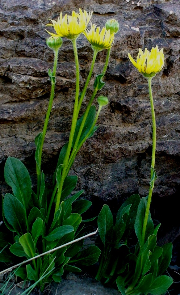 Изображение особи Doronicum oblongifolium.