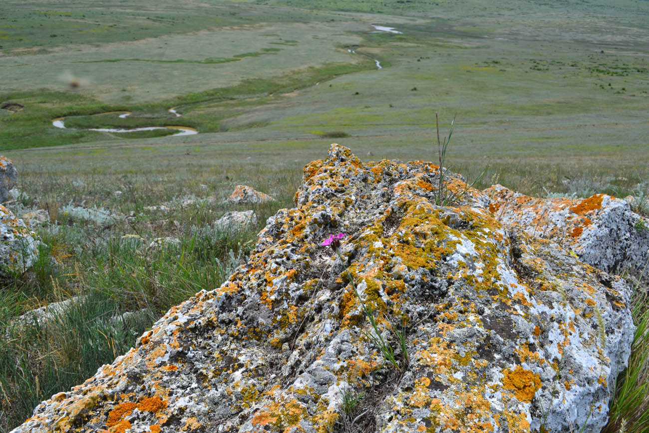 Image of Dianthus andrzejowskianus specimen.