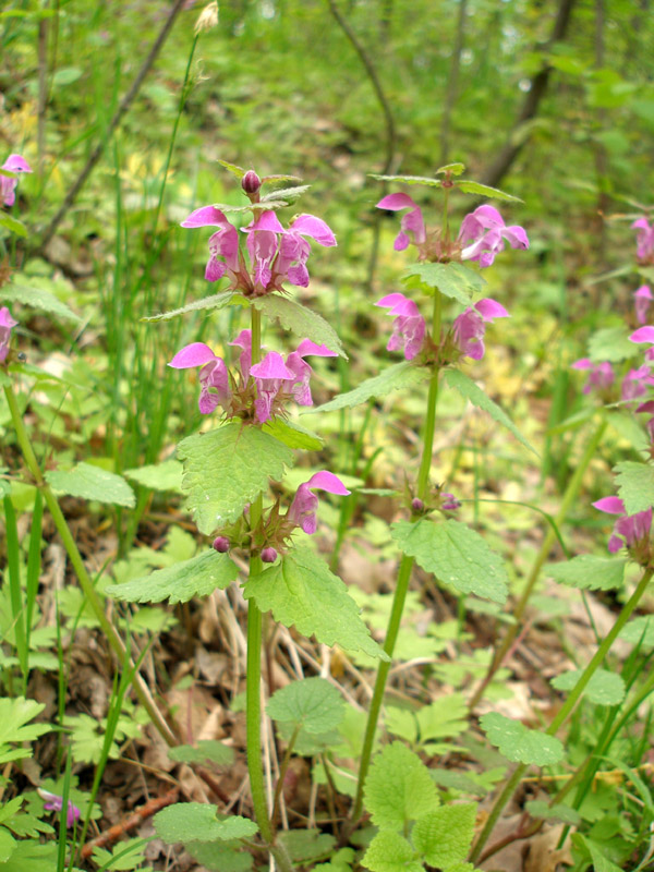 Image of Lamium maculatum specimen.