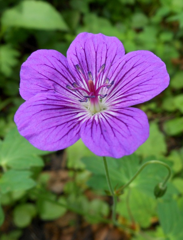 Изображение особи Geranium wlassovianum.