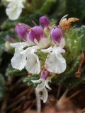 Teucrium pyrenaicum