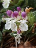 Teucrium pyrenaicum. Цветки. Испания, Кантабрия, Cabarceno Natural Park, железорудные скальные обнажения. 12.06.2012.