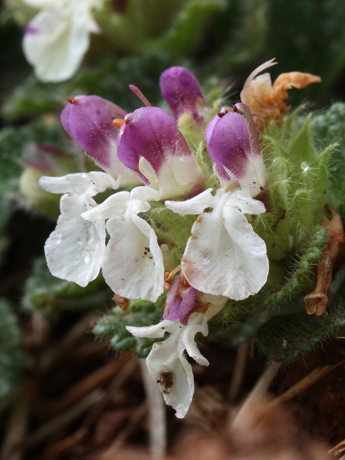 Image of Teucrium pyrenaicum specimen.