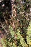 Oxytropis fedtschenkoi