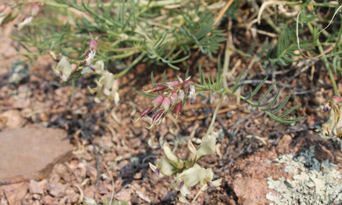 Изображение особи Astragalus chorinensis.