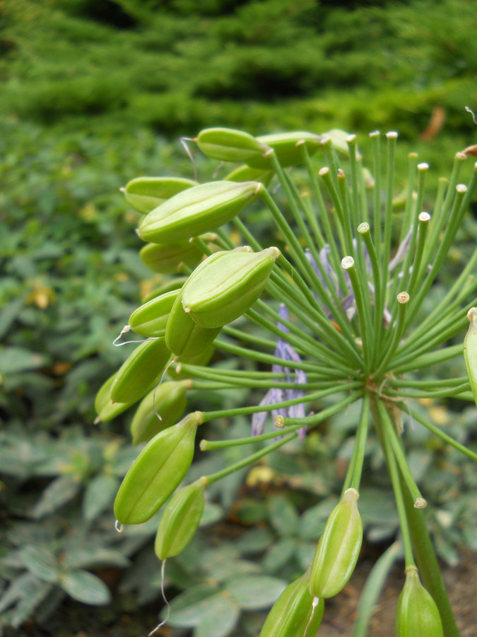 Image of Agapanthus africanus specimen.