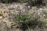 Astragalus falcigerus