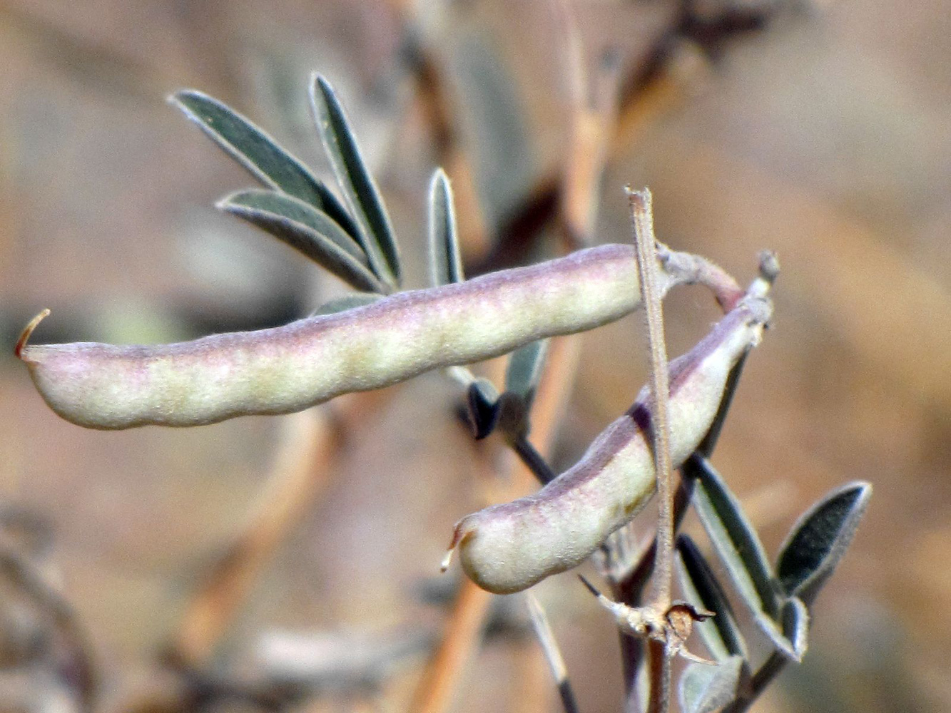 Image of Tephrosia apollinea specimen.