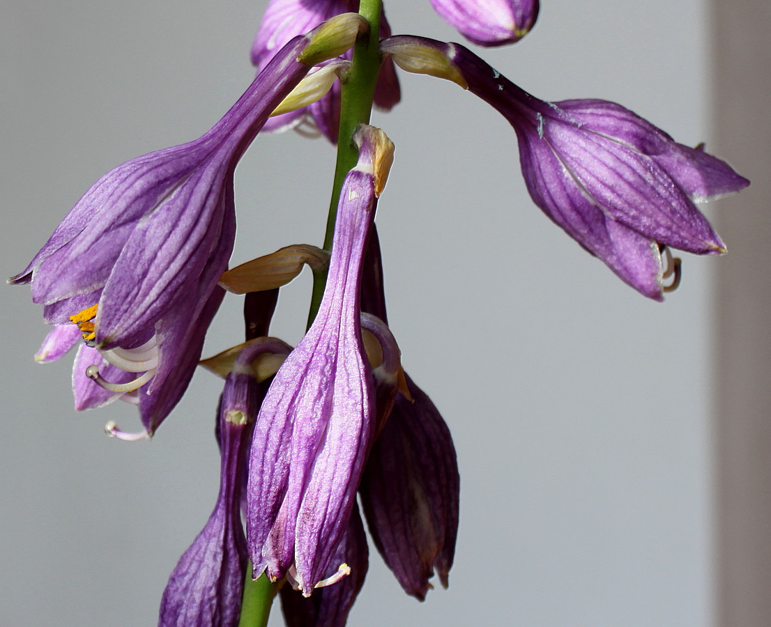Image of genus Hosta specimen.