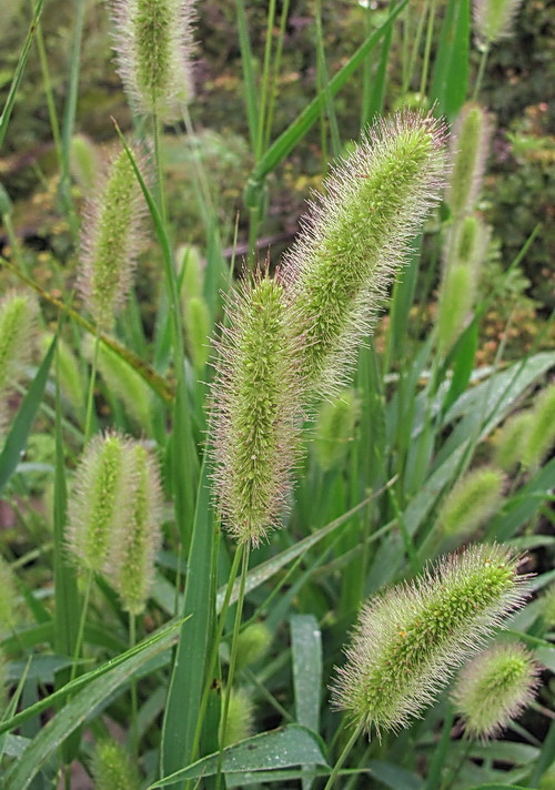 Изображение особи Setaria viridis.