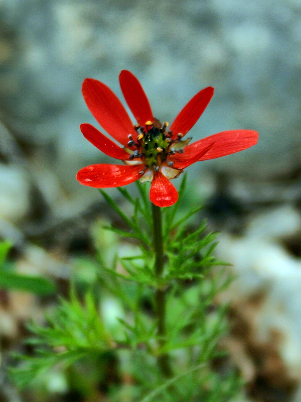 Изображение особи Adonis flammea.