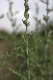 genus Artemisia. Часть стебля. Южный Казахстан, правобережье Сыр-Дарьи выше устья Арыси. 28.05.2012.