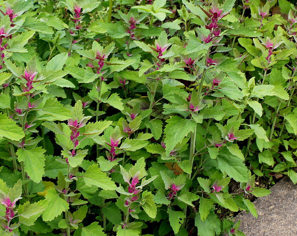 Image of Chenopodium giganteum specimen.