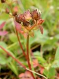 Sibbaldia procumbens. Верхушка плодоносящего растения. Полярный Урал, верховья р. Большой Ханмей. 11.08.2012.