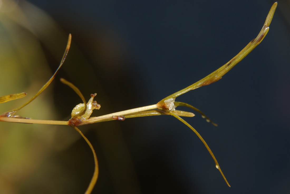 Image of Zannichellia major specimen.