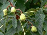 Aesculus hippocastanum. Ветвь с незрелыми плодами. Испания, автономное сообщество Андалусия, провинция Гранада, комарка Вега-де-Гранада, г. Гранада, Альгамбра. 13.07.2012.