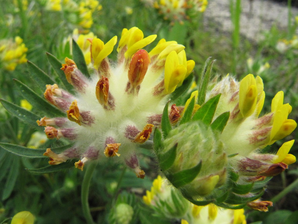 Image of Anthyllis vulneraria specimen.