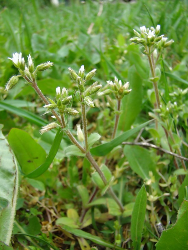 Изображение особи Cerastium glomeratum.