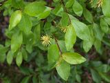 Salix starkeana. Верхушки побегов с соплодиями. Мурманская обл., Мончегорский городской округ, 3 км Ю-З села Имандра, берег оз. Имандра. 05.07.2010.