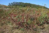 Euphorbia palustris