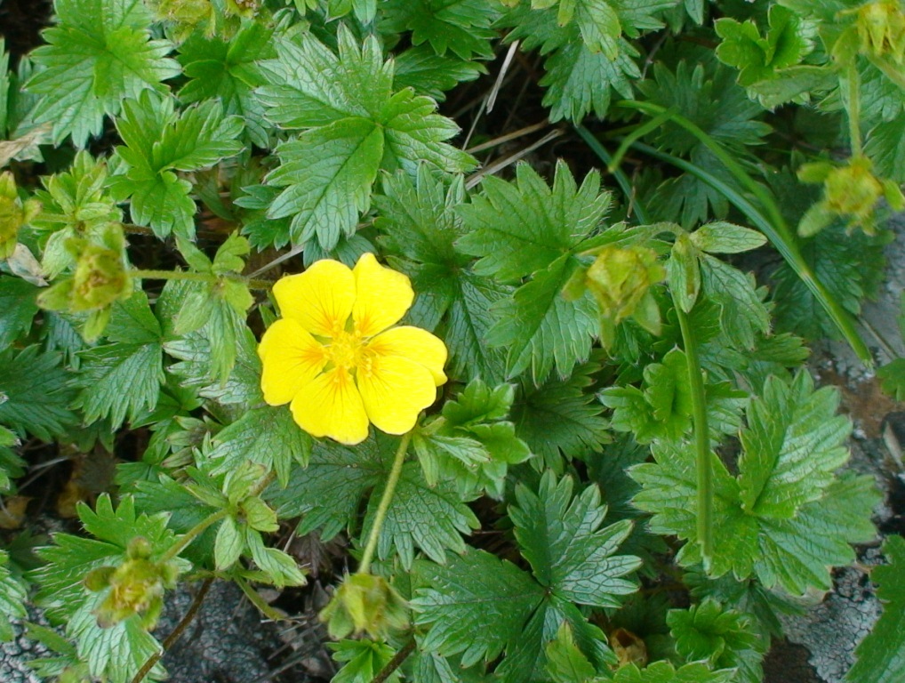 Изображение особи Potentilla matsumurae.